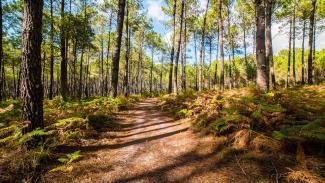 S'évader à Seignosse. Le guide ultime du repos et de la détente chez Naturéo