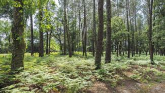 Camping 5 étoiles Soorts-Hossegor